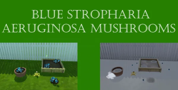 Blue Stropharia Aeruginosa Mushroom Harvestable